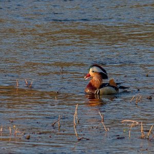 048-Mandarin-Duck-050225.jpg