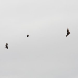 001-BY-Birds-050325.jpg