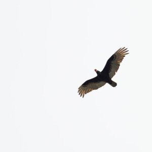 063-BY-Birds-050325.jpg
