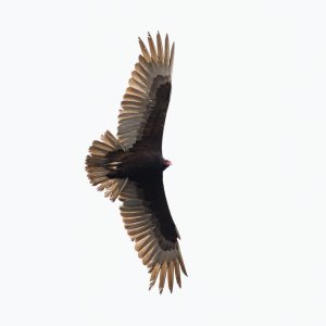 024-BY-Birds-050325.jpg