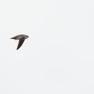 068-BY-Birds-050325.jpg