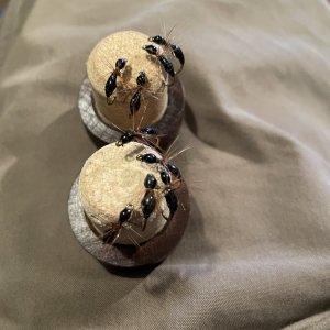 IMG_4541.jpeg
