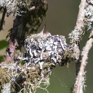 A01bRufousHummingbirdNest0753.jpg