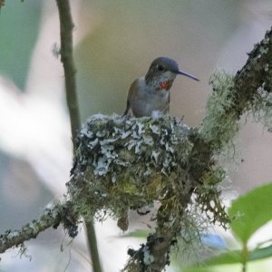 A02RufousHummingbirdFemaleAtNest0768.jpg