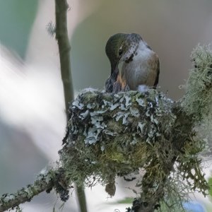 A03RufousHummingbirdFemaleFeedingChicks0761.jpg