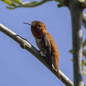A04RufousHummingbirdMale0785.jpg