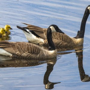 B05CanadaGeeseWGoslings0912.jpg