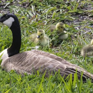 B06CanadaGooseWGoslings0913.jpg