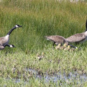 B07CanadaGeese2PairsWGoslings0799.jpg
