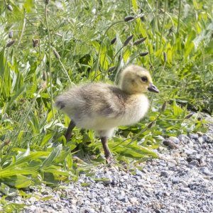 B08CanadaGooseGosling0901.jpg