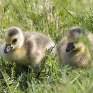 B09CanadaGooseGoslings0892.jpg