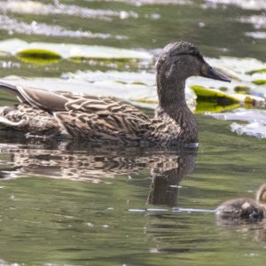 C10MallardHen&Duckling1044.jpg
