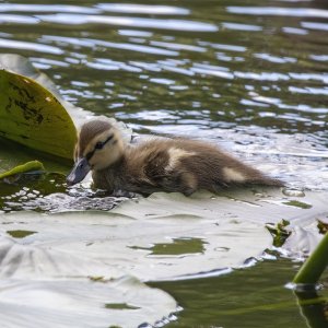 C11MallardDuckling0945.jpg