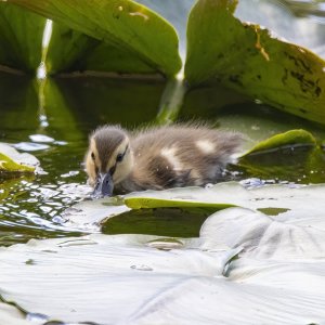 C12MallardDuckling0946.jpg