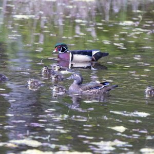 D13WoodDuckFamily1003.jpg