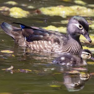 D14WoodDuckHen&Duckling1026.jpg