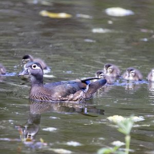 D15WoodDuckHenWDucklings0986.jpg