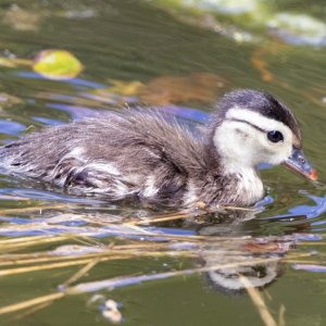D17WoodDuckDuckling1070.jpg