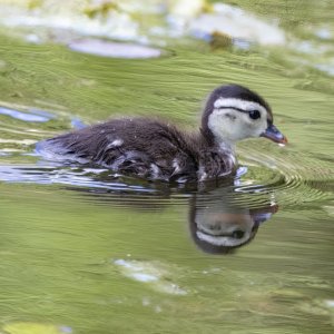 D18WoodDuckDucklinig1058.jpg