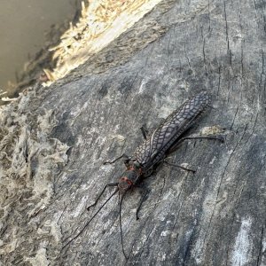 IMG_2034.jpeg