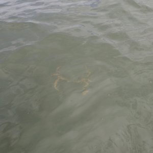 IMG_2216.jpeg