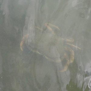 IMG_2227.jpeg