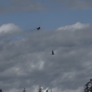 IMG_2249.jpeg