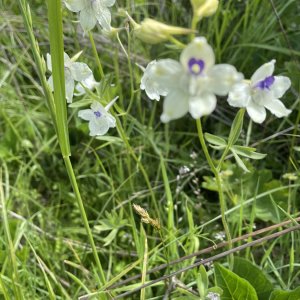 IMG_4578.jpeg