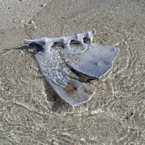 Turtle Bones.JPG