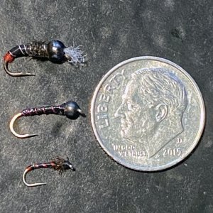 A03bChironomids9574.jpg