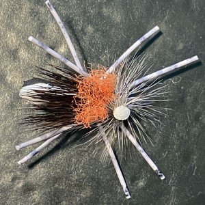 A03cDoubleDutchBug9567.jpg