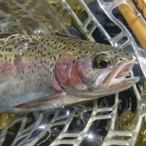 A05Cuttbow5eP5060066.jpg
