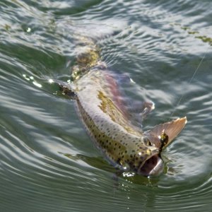 A06Cuttbow5bP5060056.jpg