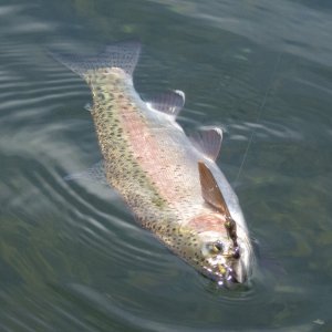 A07Cuttbow5dP5060057.jpg