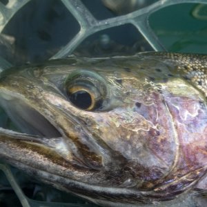 B10Cuttbow10bP5060096.jpg