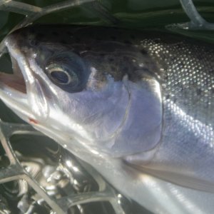 B12Cutt8aP5060080.jpg