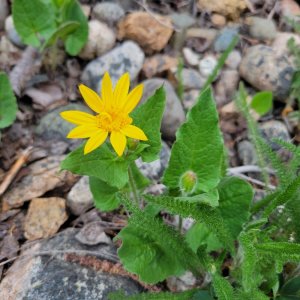 20250510_090909 Heartleaf Arnica.jpg