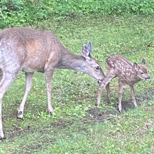 FirstFawns9578.jpg