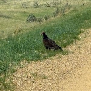 T Vulture.jpg