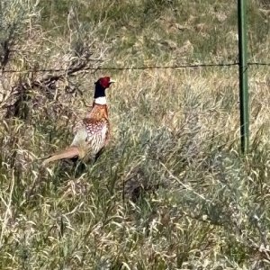 Rooster.jpg