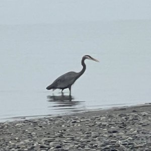 IMG_2362.jpeg
