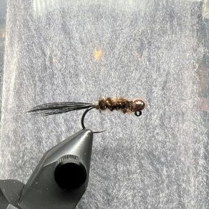 IMG_6281.jpeg