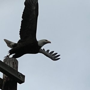 IMG_2417.jpeg
