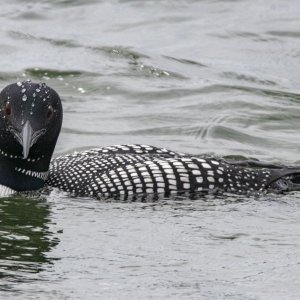 A01CommonLoonBreeding0582.jpg