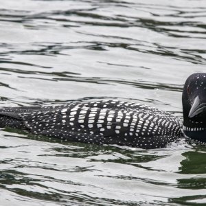 A02CommonLoonBreeding0657.jpg