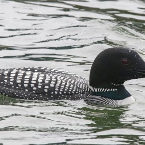 A03CommonLoonBreedingHeadShot0658.jpg