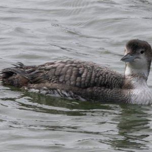 A04CommonLoonNonBreeding0642.jpg