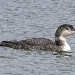 A05CommonLoonNonBreeding0679.jpg