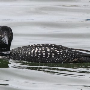B07CommonLoonBreeding0677.jpg