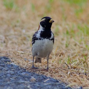 longspur2025pppppppppp.jpeg